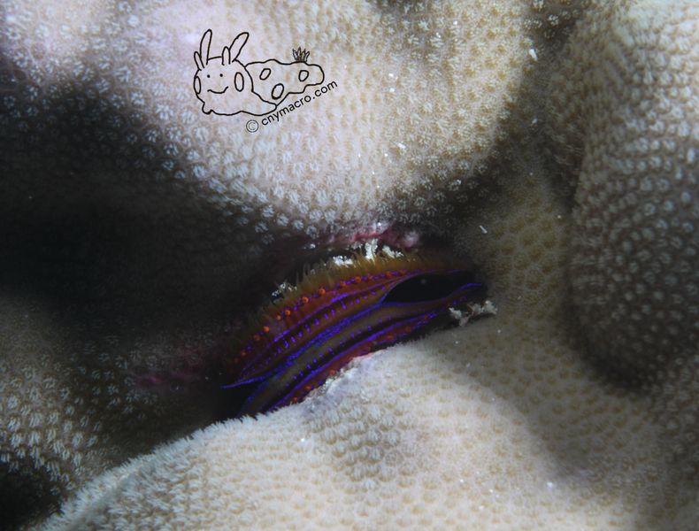 Iridescent scallop 2