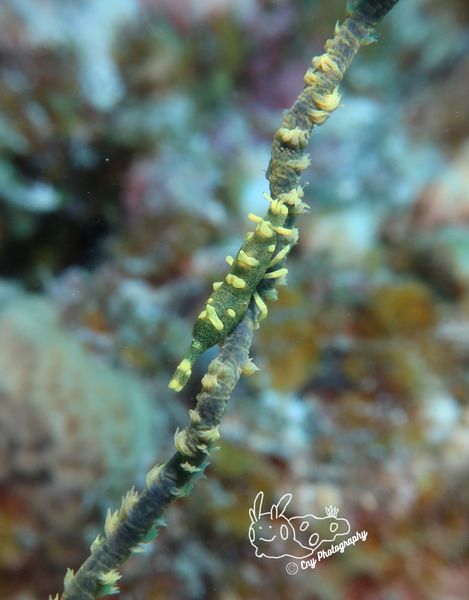 Miropandalus hardingi 3