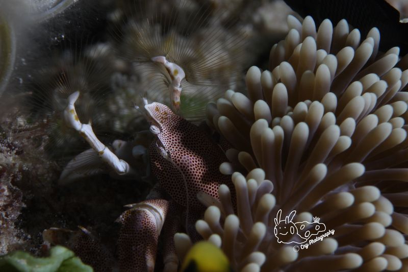 Neopetrolisthes maculatus 10