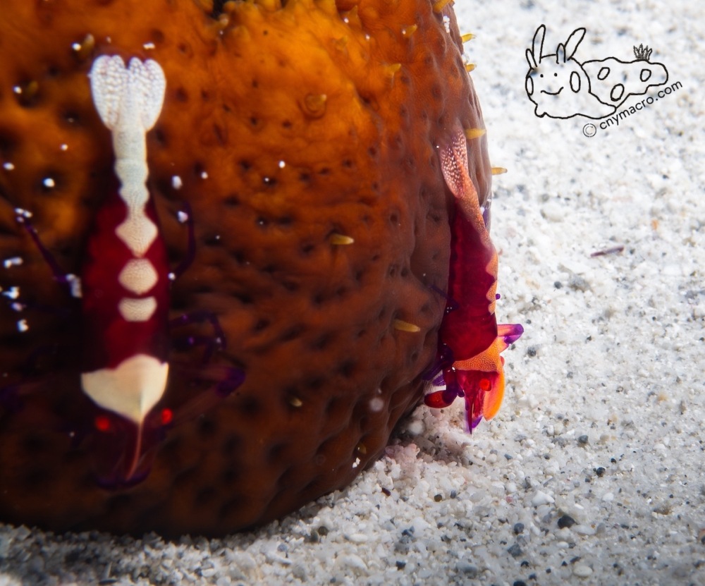 Periclimenes imperator 2