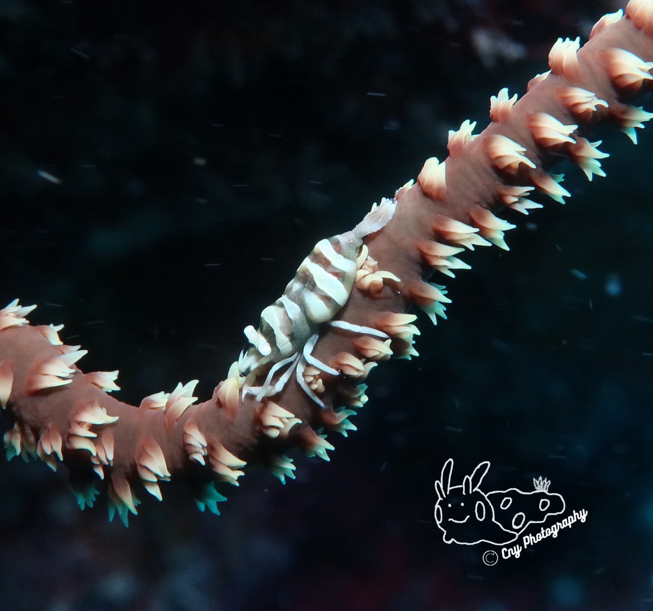 Pontonides unciger 1