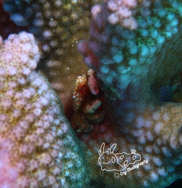 cymo quadrilobatus 2