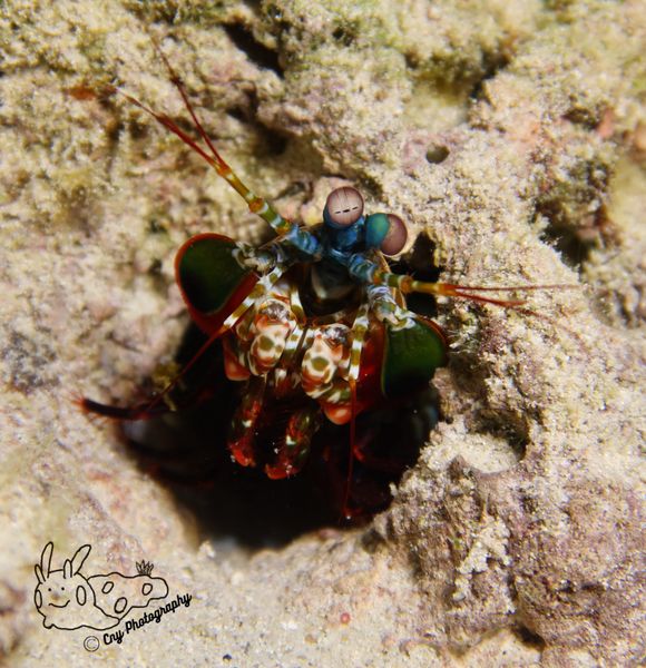 peacock mantis shrimp