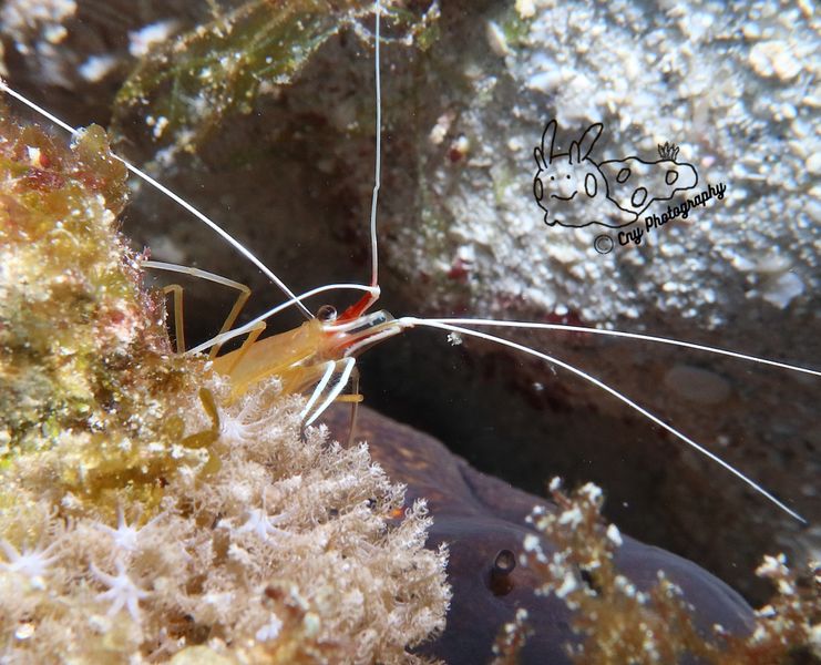 white banded shrimp