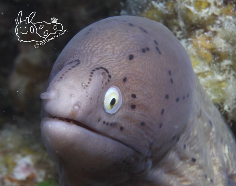 Gymnothorax griseus 2