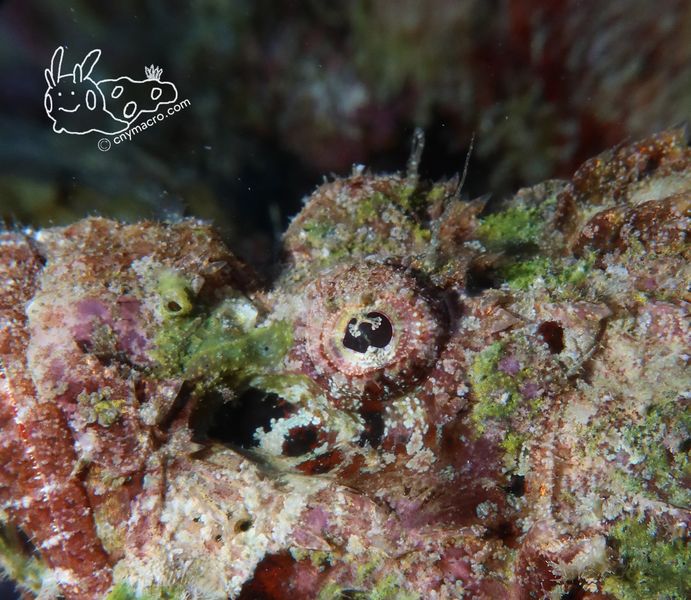 Scorpionfish eye