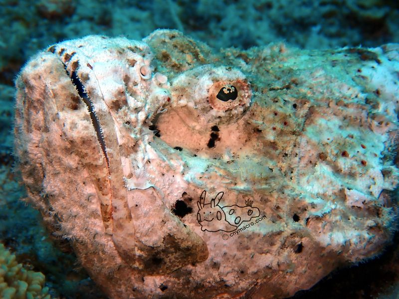 scorpionfish eye 2
