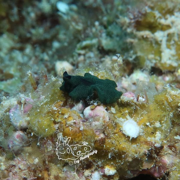 No ID 3 ou pseudobiceros Stellae3