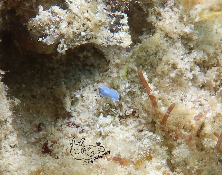 No ID 4 ou cycloporus venetus2