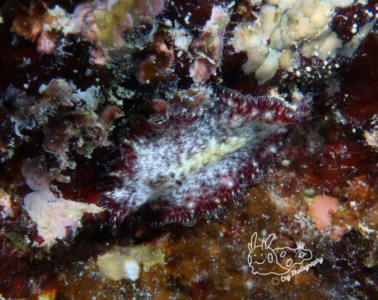 Paraplanocera sp02 A 2