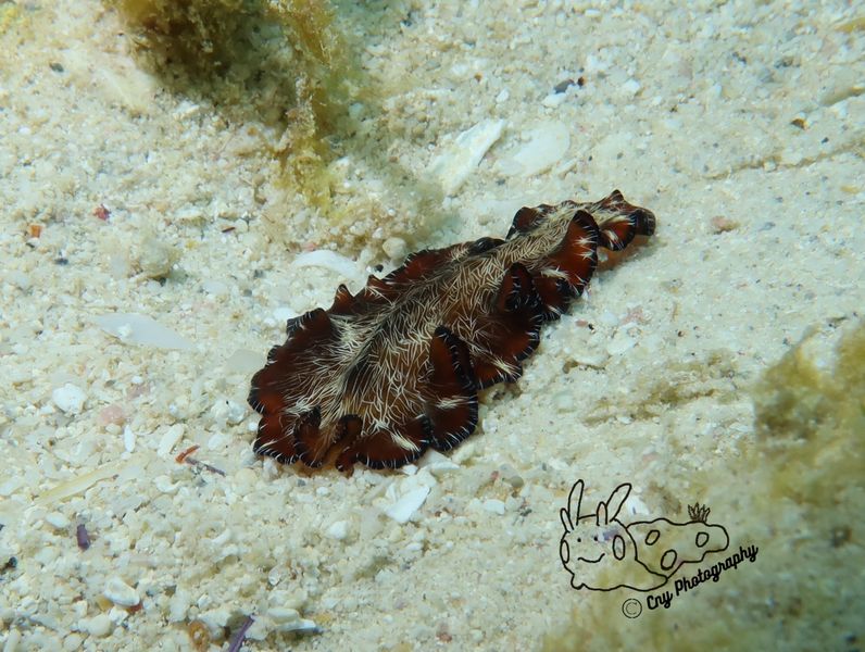 Pseudobiceros fulgor 8