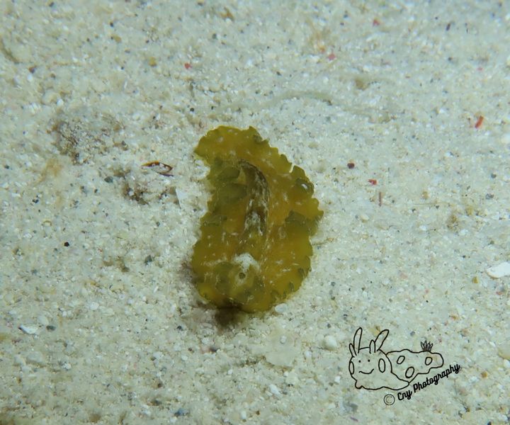 Pseudobiceros kryptos B 2