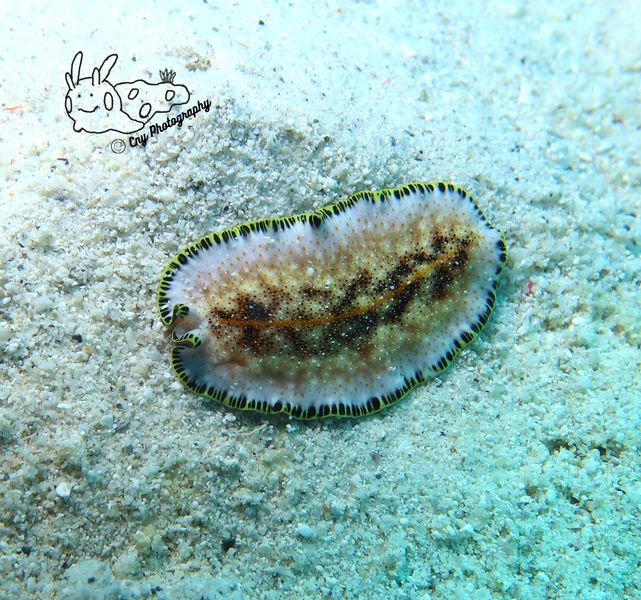 Pseudoceros leptostichus 4