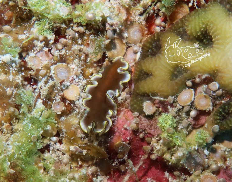 Pseudoceros sp26 D 1