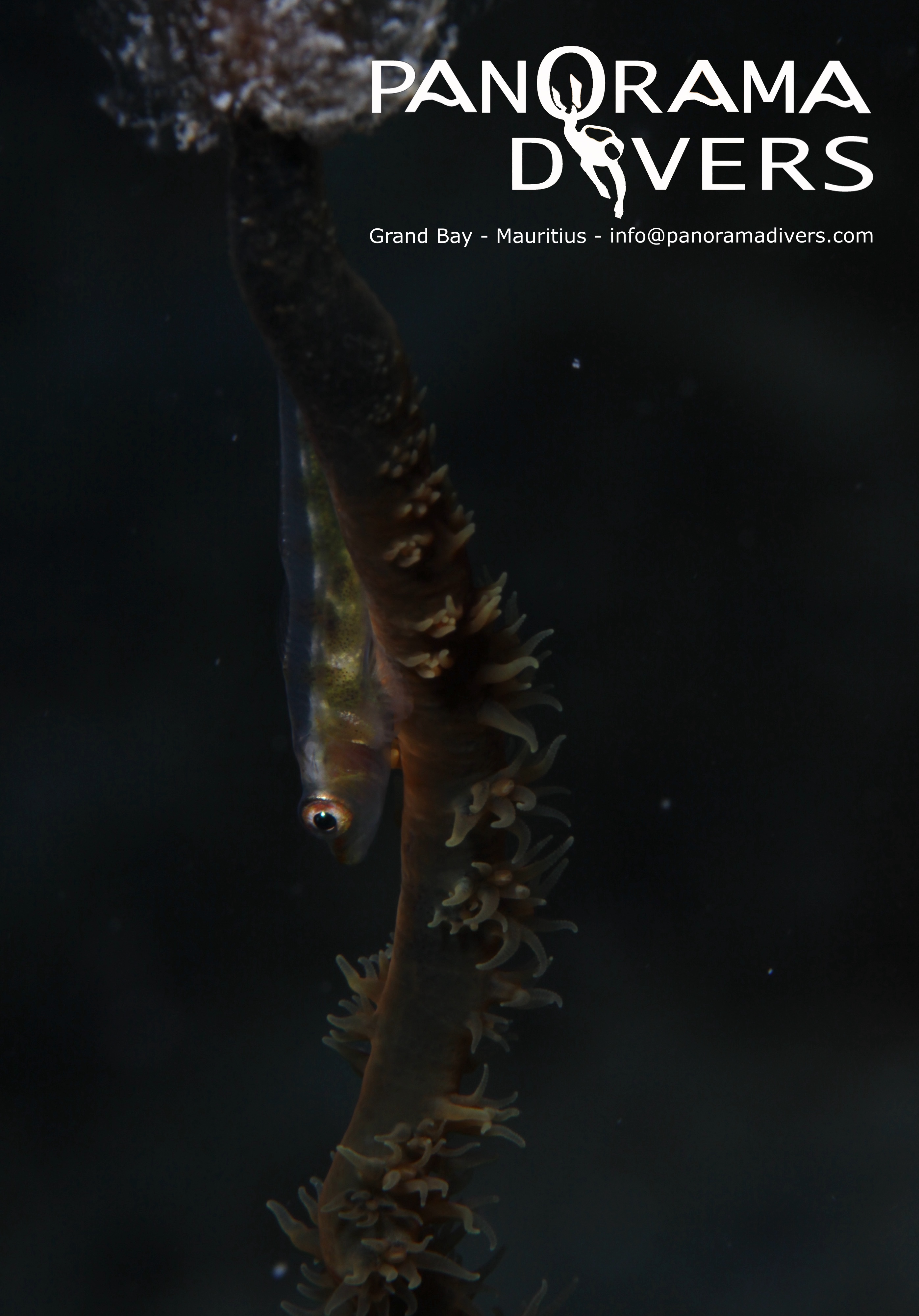 bryaninops yongei jpg