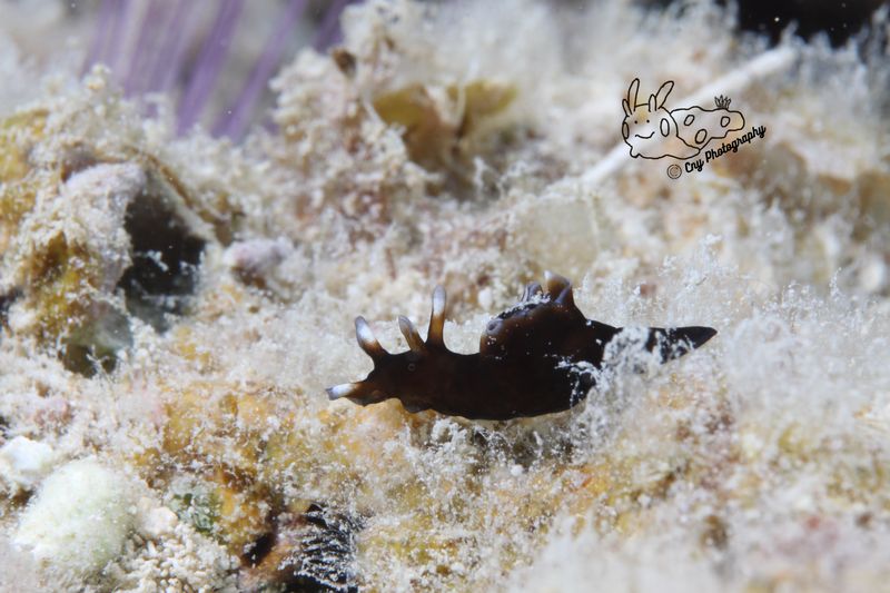 Aplysia nigrocincta 1