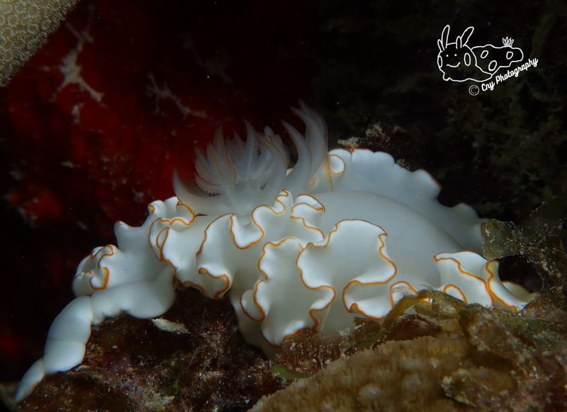 Ardeadoris cf symmetrica 2