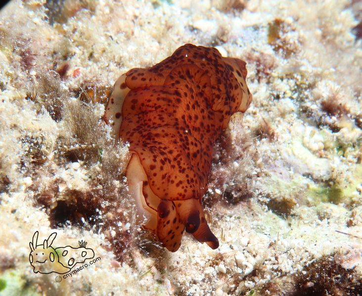 Berthella martensi 9