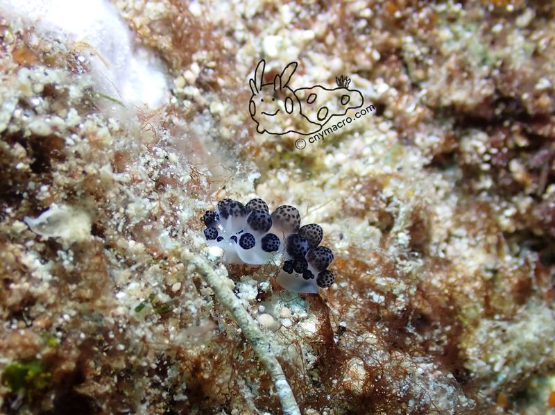 Ceratophyllidia africana 2