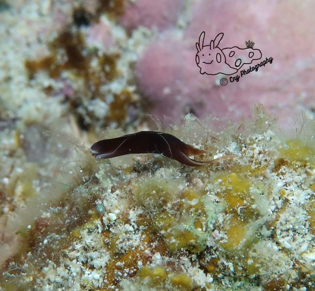 Chelidonura amoena 2