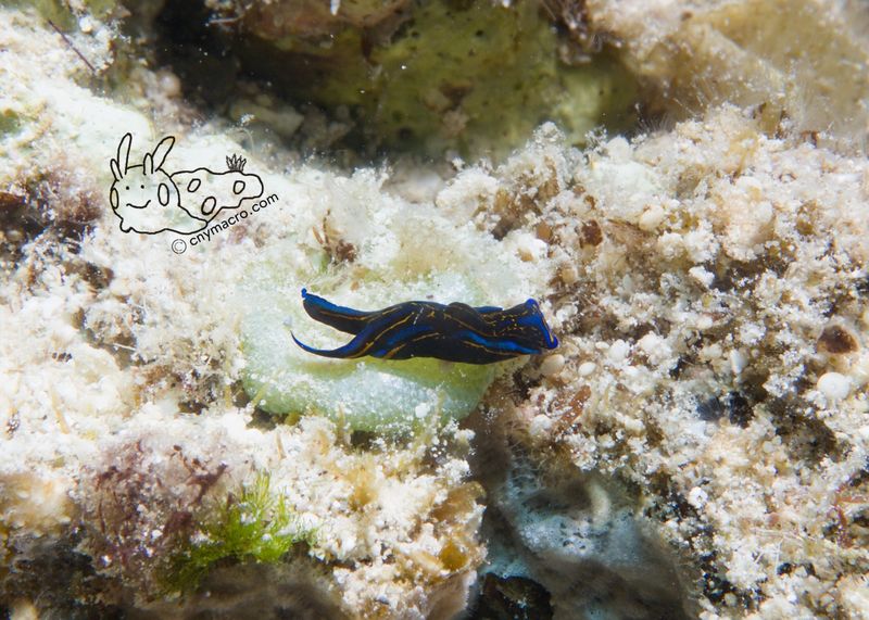 Chelidonura hirundinina v2 1