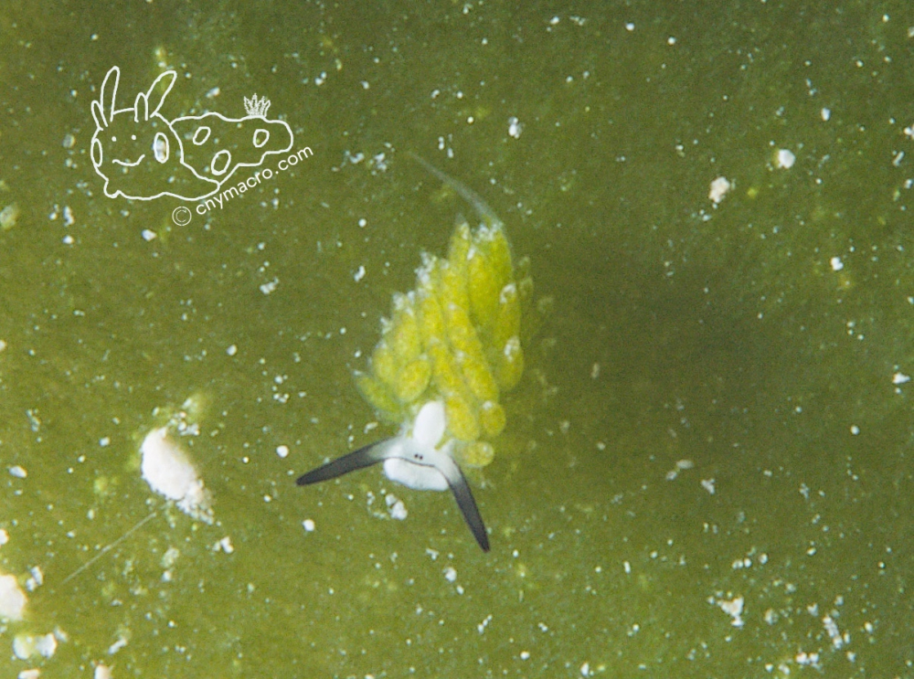 Costasiella kuroshimae 2