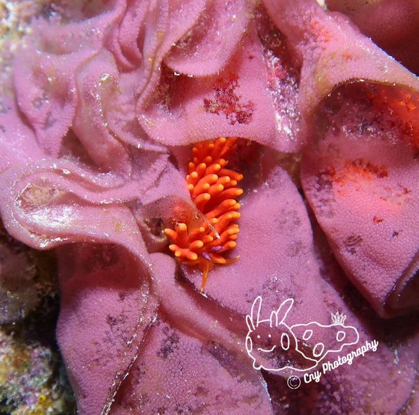 Favorinus cf mirabilis 2