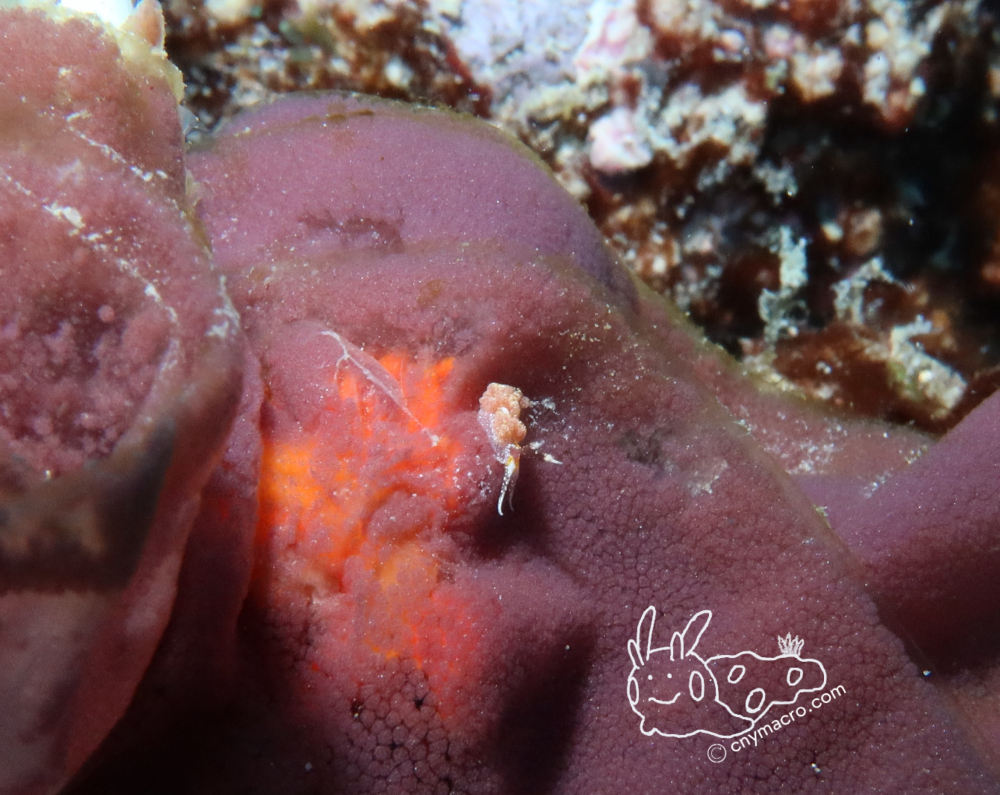 Favorinus mirabilis 1.JPG