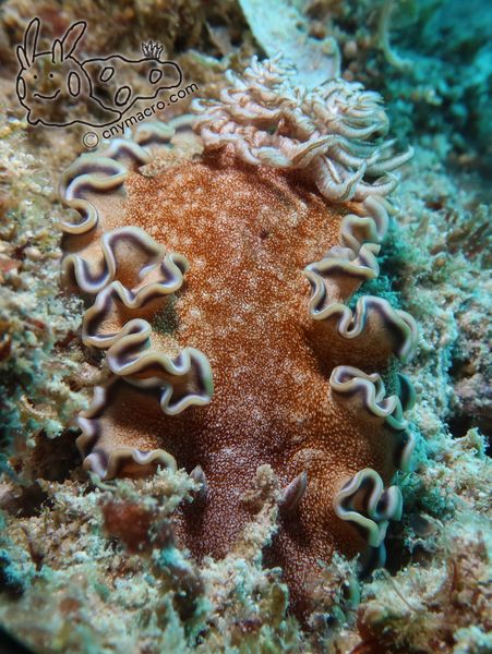 Glossodoris hikuerensis 2
