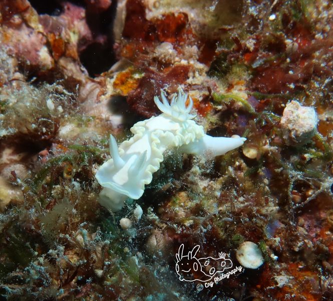 Glossodoris pallida 4