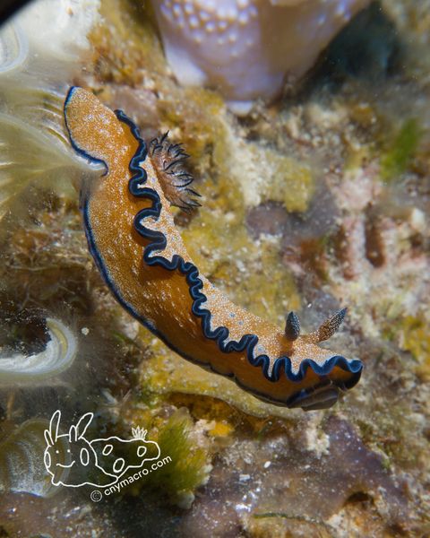 Glossodoris sp01 2
