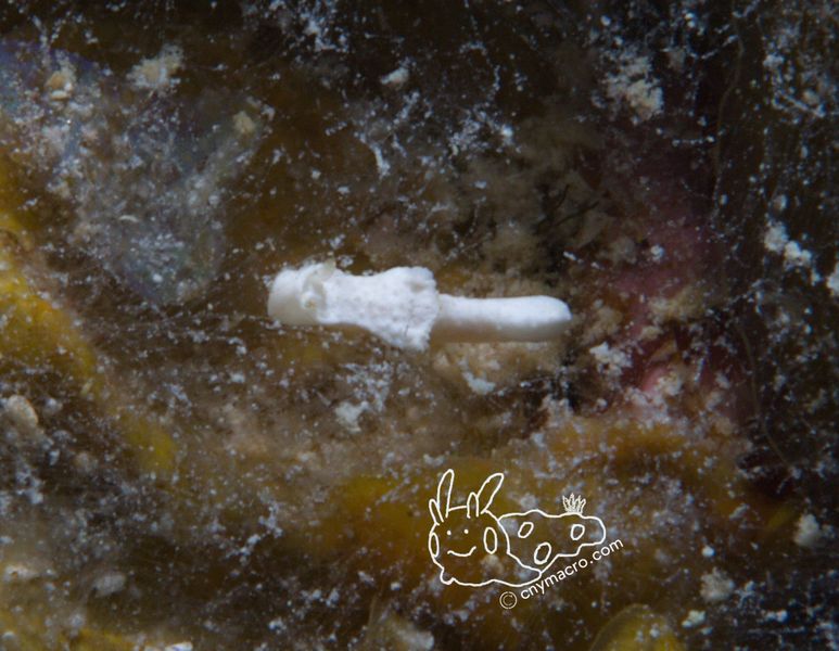 Goniodoridella sp5 7