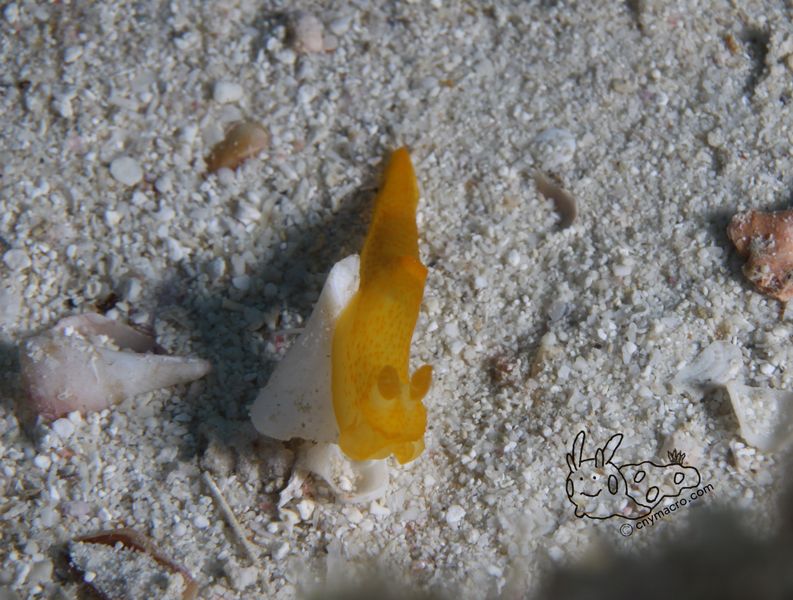 Gymnodoris sp4 4