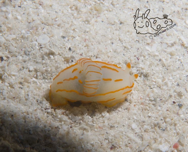 Gymnodoris striata 1