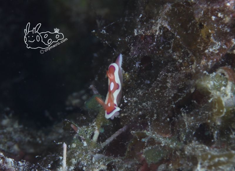 Mexichromis pusilla 1