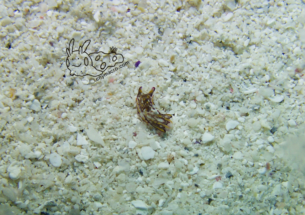 Philinopsis speciosa 2