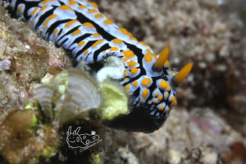Phyllidia varicosa 3