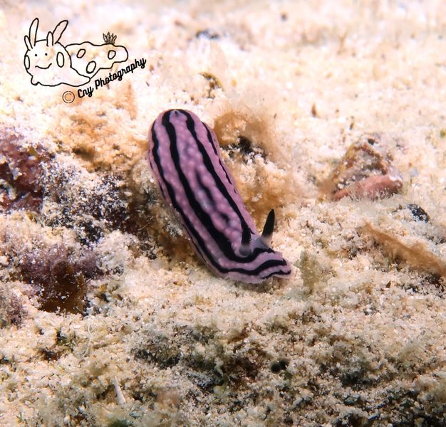 Phyllidiella rosans 8