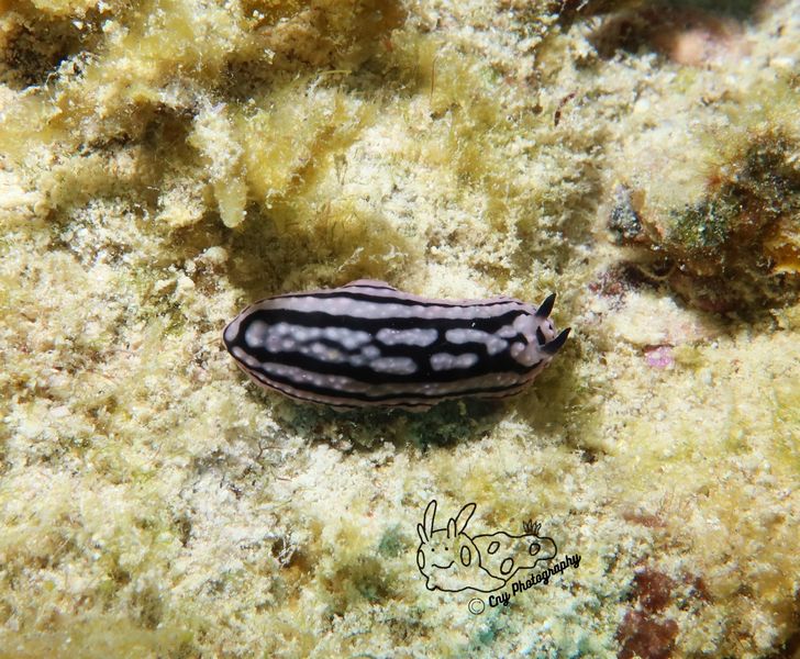 Phyllidiella zeylanica