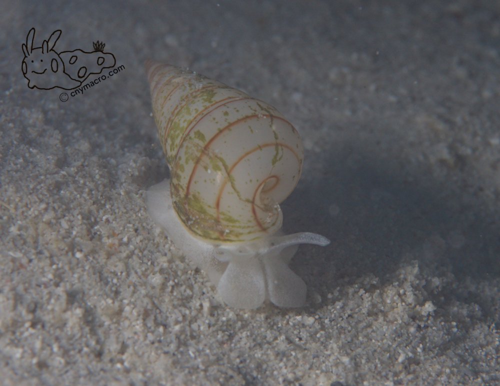 Pyramidella dolabrata 3