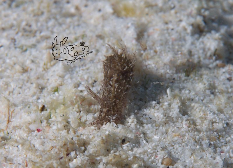 Stylocheilus striatus 1