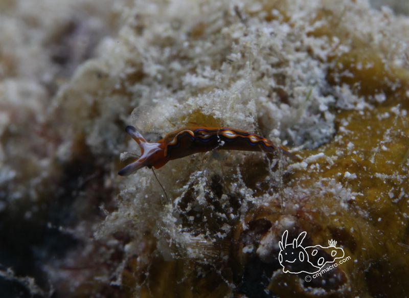 Thuridilla multimarginata 8