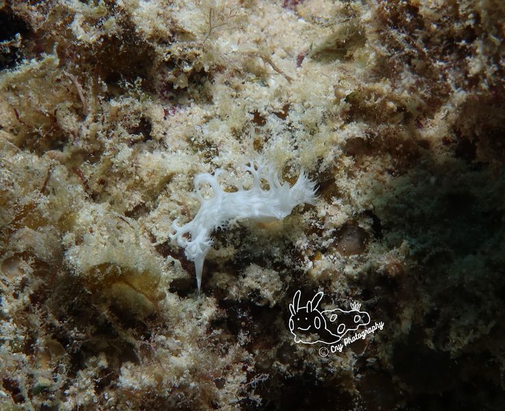 Tritoniopsis elegans 8