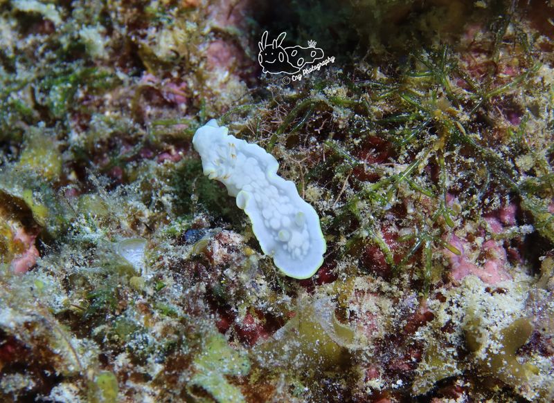 ardeadoris undaurum 3