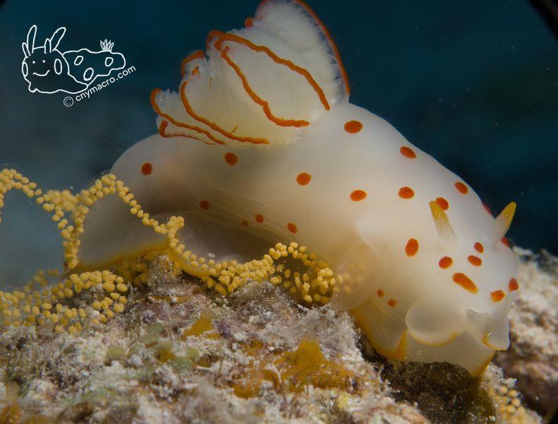 gymnodoris ceylonica 9
